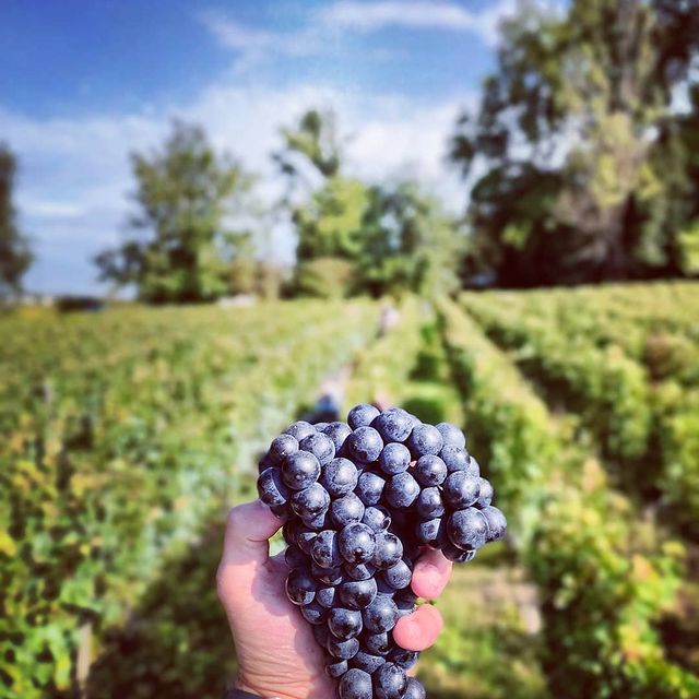 シャトー クーテット ドゥモワゼル 2021年 AOC サンテミリオン グラン クリュ